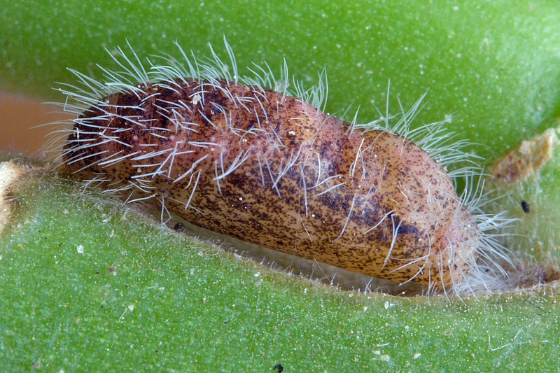 Cacyreus marshalli - pupa